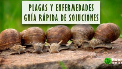 plagas y soluciones en el huerto