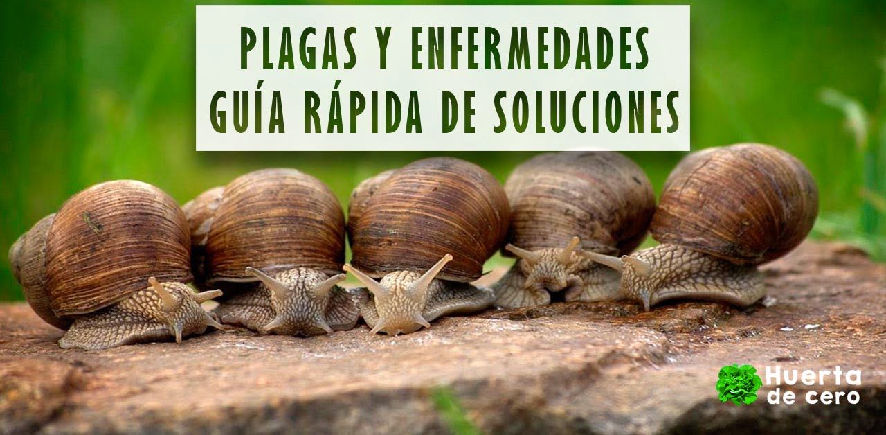 plagas y soluciones en el huerto