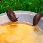 Trampa de cerveza para caracoles y babosas