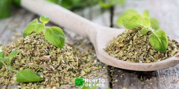Cultivo de orégano en la huerta