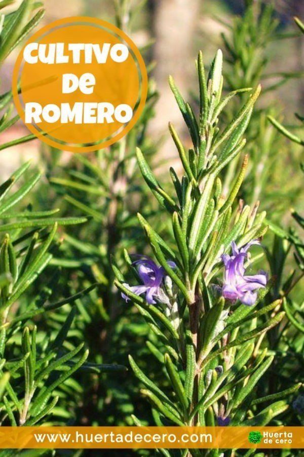 Cómo plantar romero en el huerto