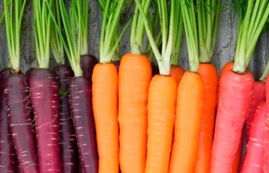 Cuándo y cómo plantar zanahorias con éxito ️【Guía 2022】 Cuándo y cómo plantar zanahorias con éxito ️【Guía 2022】