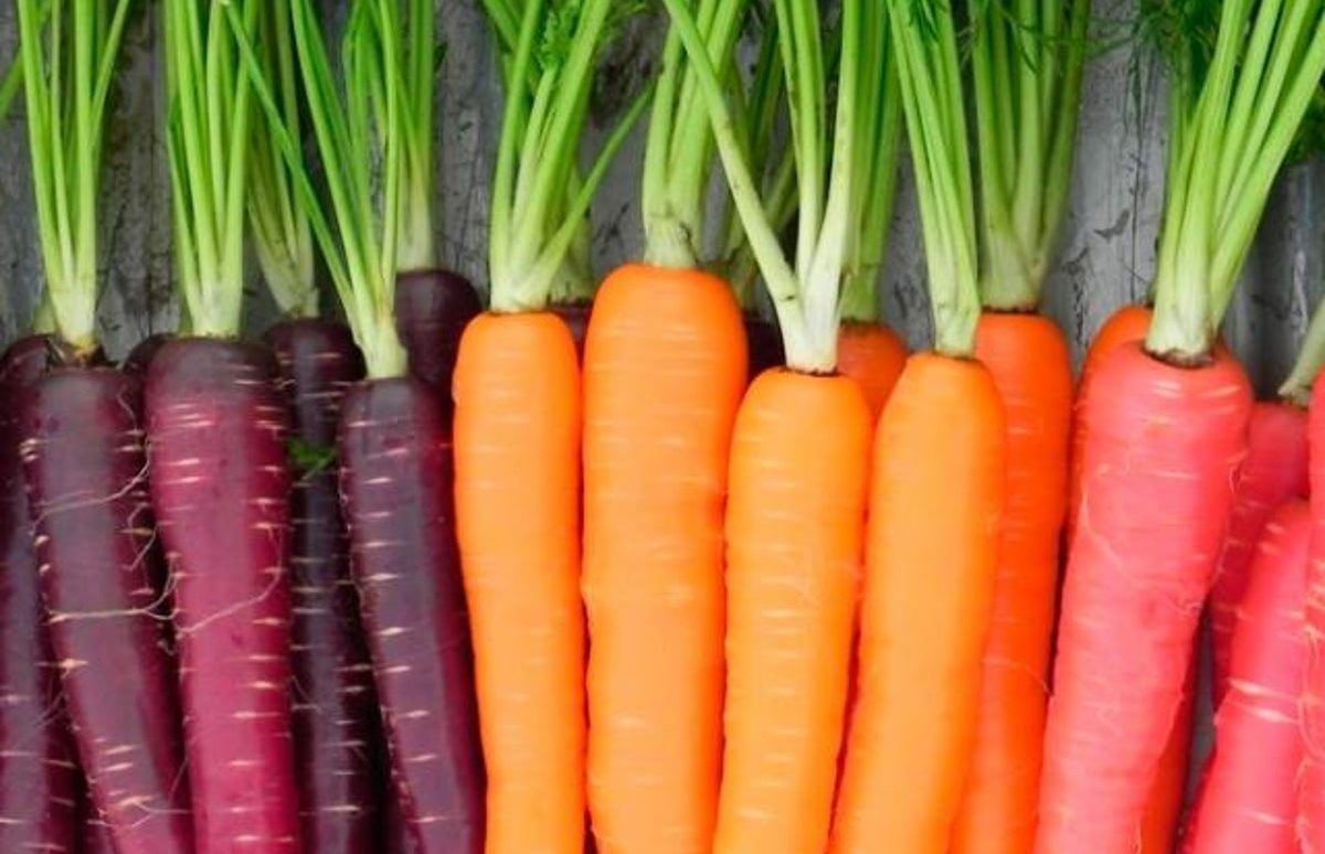 Como se planta zanahorias en un huerto