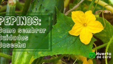 Como sembrar pepinos