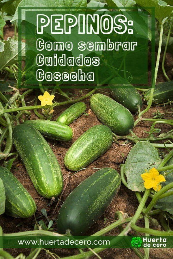 Como sembrar pepinos