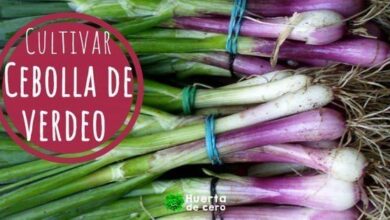 como plantar cebolla de verdeo de semilla