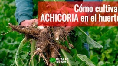 Como sembrar achicoria - radicheta en tu huerta