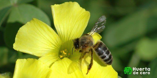 Como sembrar pepinos