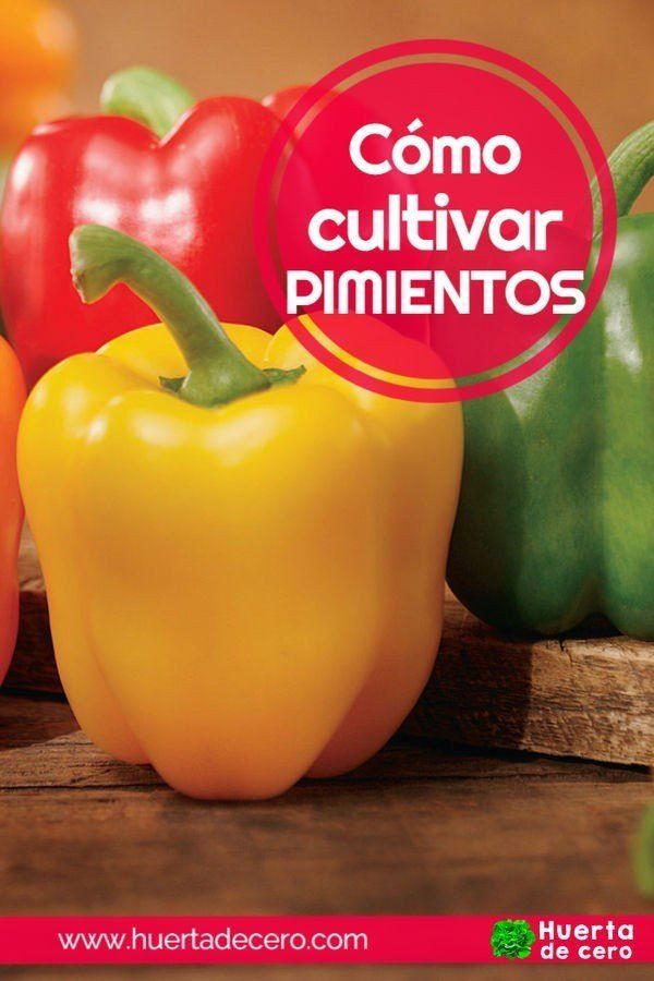 Como cultivar pimientos en tu huerta