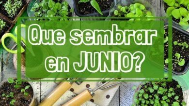 Calendario de siembra JUNIO