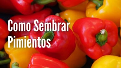 Como cultivar pimientos en tu huerta