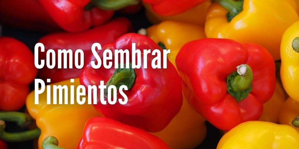 Como cultivar pimientos en tu huerta