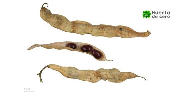 Cultivo de chauchas en Argentina, como plantar 