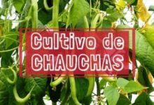 Cultivo de chaucha