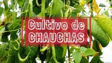 Cultivo de chaucha