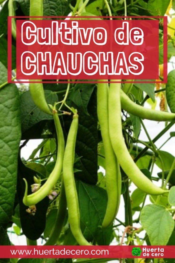 Cuando plantar chauchas en Argentina