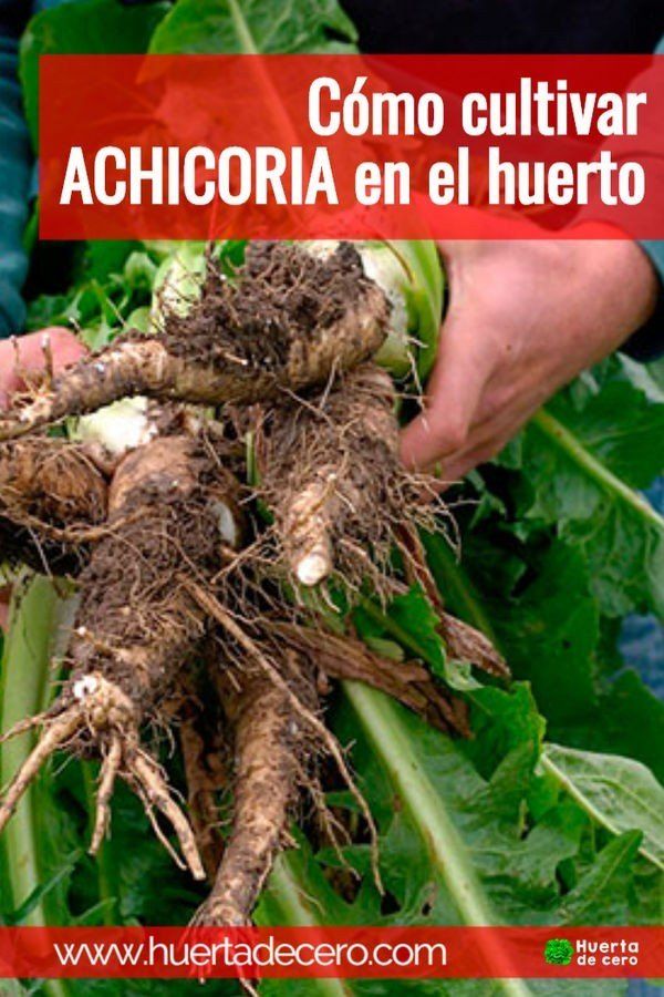 Como sembrar achicoria - radicheta en tu huerta