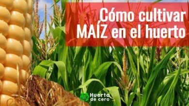 Cómo se siembra el maíz