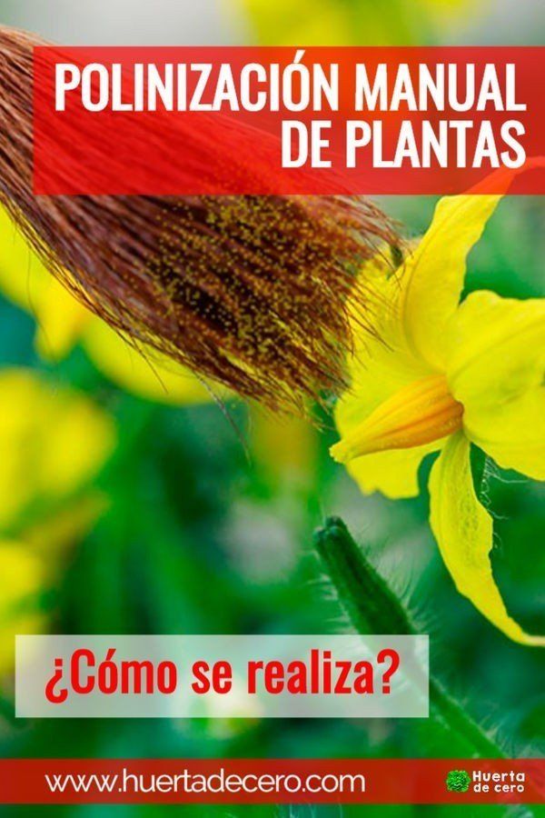 Polinizacion Manual de Plantas
