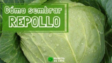 Como sembrar repollo en la huerta