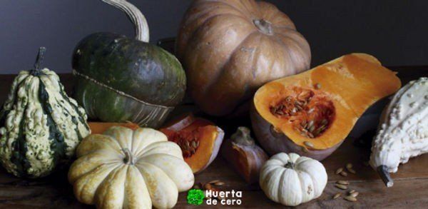 Como plantar zapallo