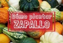 Como sembrar zapallo