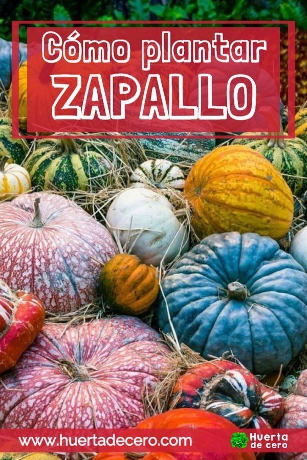 Como sembrar zapallo