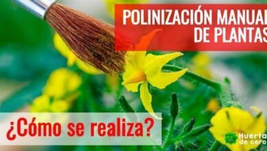 Polinizacion Manual de Plantas
