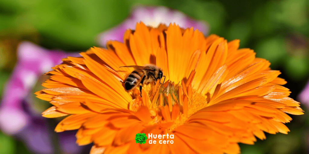 Cultivo y cuidados de la Caléndula