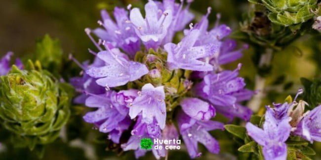 Como cultivar tomillo en la huerta