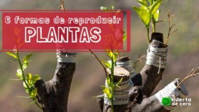 6 formas de reproducir plantas