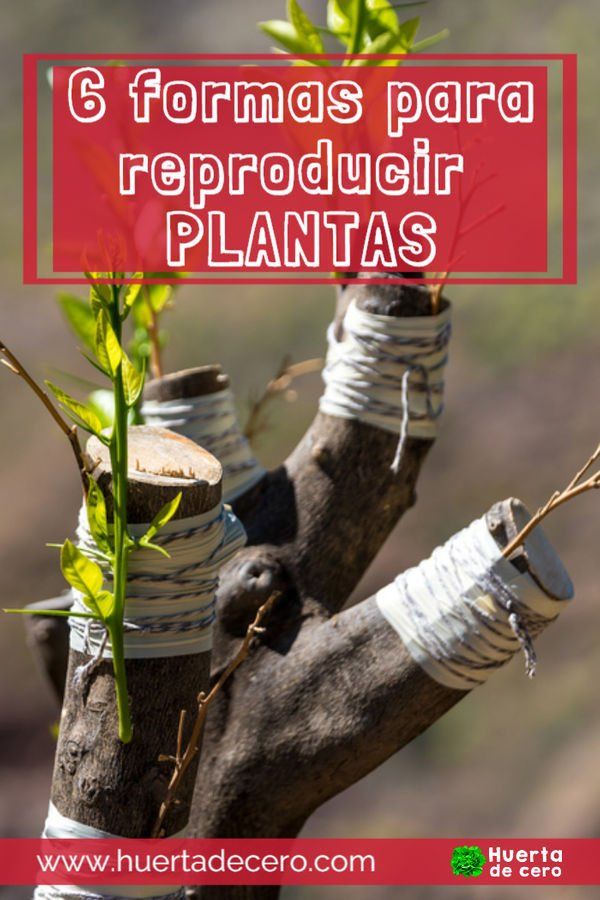 6 Formas para multiplicar tus plantas