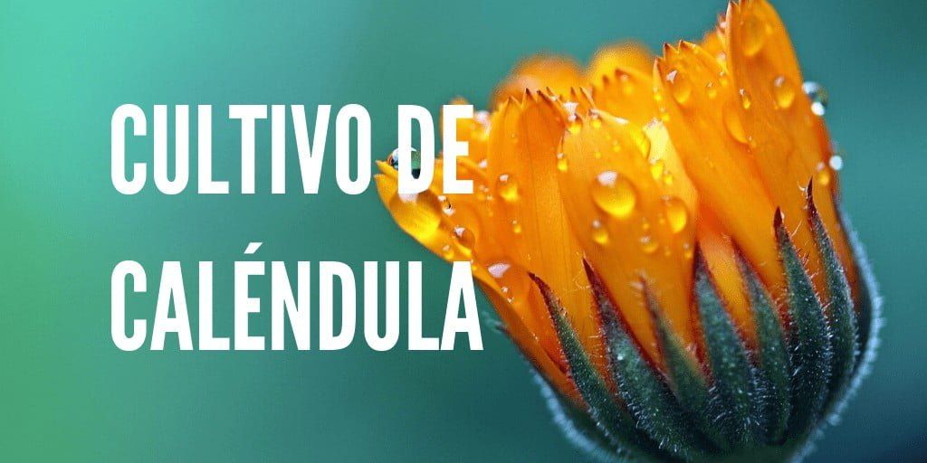 Como sembrar calendula en argentina