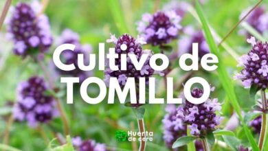 Como cultivar tomillo en la huerta
