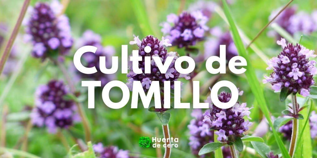 Como cultivar tomillo en la huerta