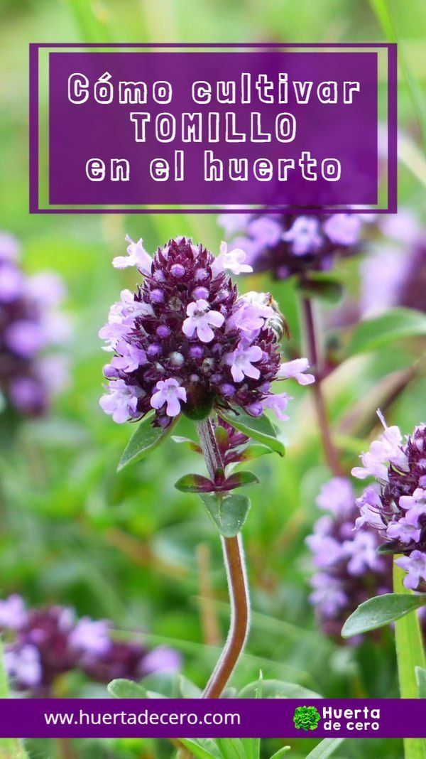 Como cultivar tomillo en la huerta