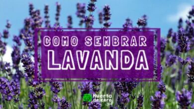 Cómo sembrar lavanda