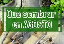 Que sembrar en Agosto