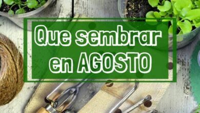 Que sembrar en Agosto