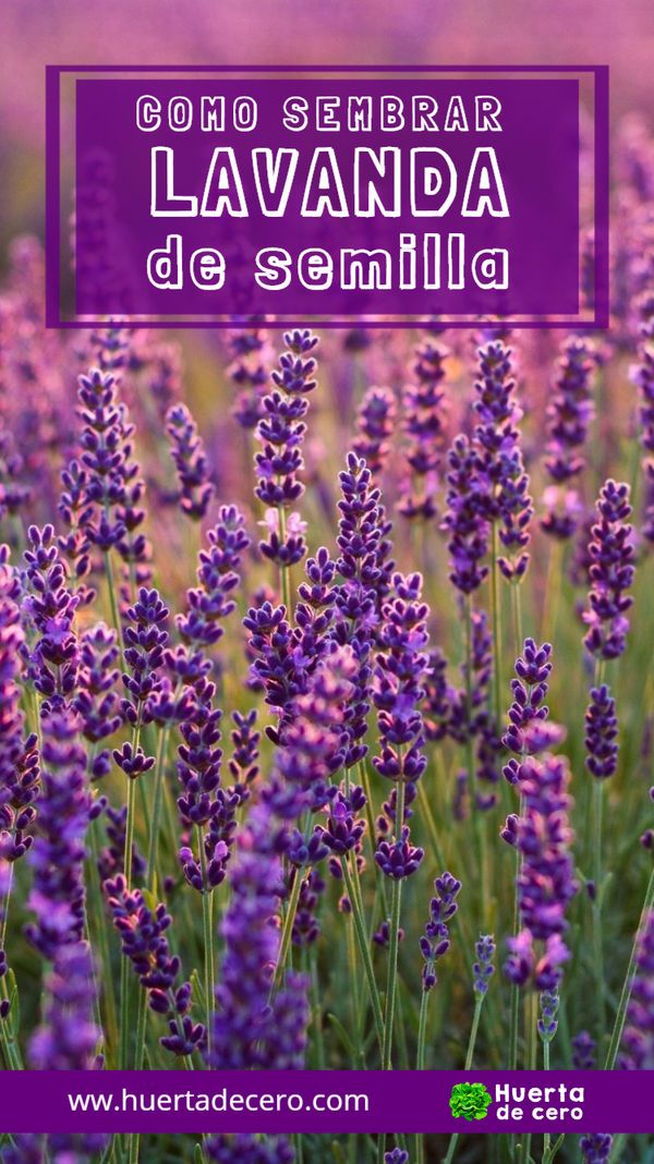 Como sembrar lavanda de semilla