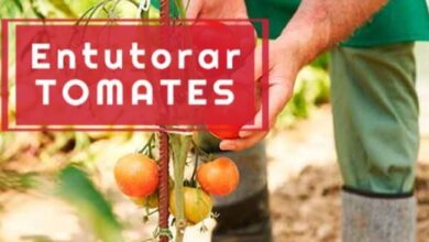 tutor tomates 1