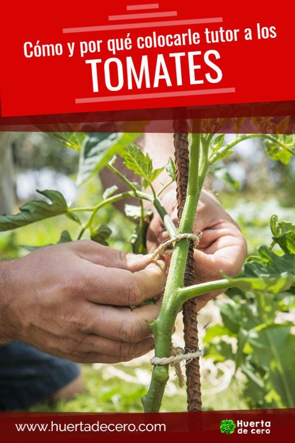 Colocar Tutor a los Tomates