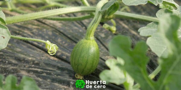Cómo es la planta de sandía