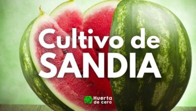 Cómo es la planta de sandía