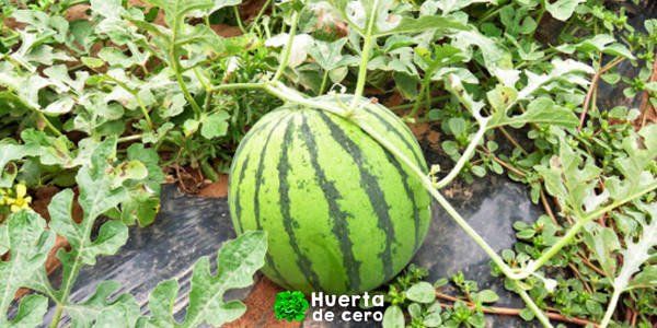 Cómo es la planta de sandía