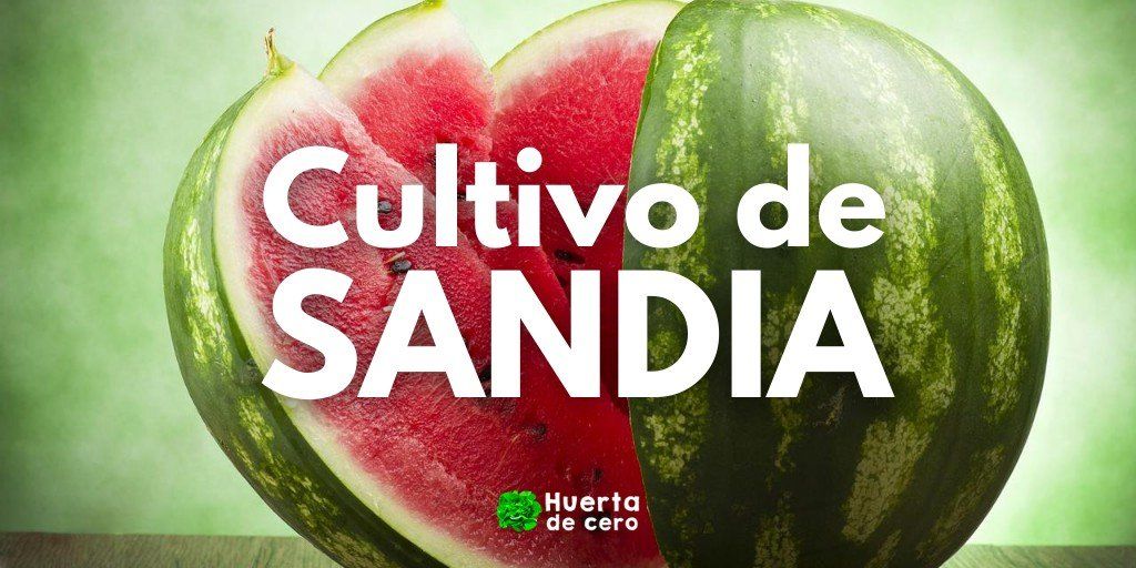 Cómo es la planta de sandía