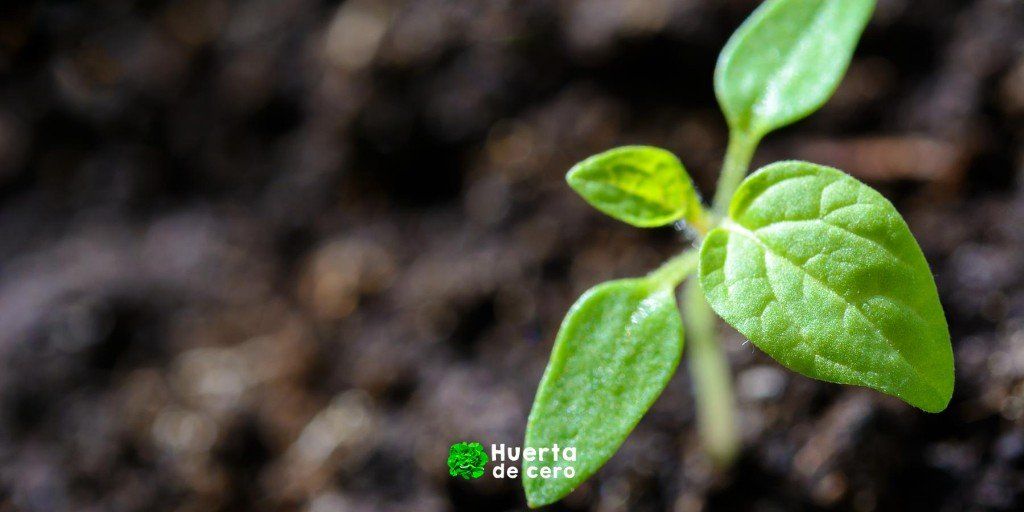 Uso de aspirina en las plantas contra enfermedades
