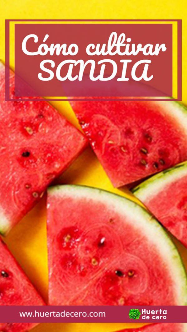 Como es el cultivo de sandía