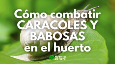 Como combatir caracoles y babosas en la huerta