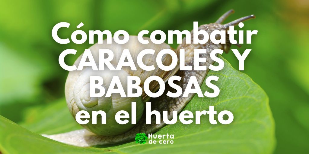 Como combatir caracoles y babosas en la huerta